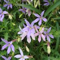 Laurentia axillaris 'Avant-garde bleu